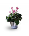 Cyclamen Plant